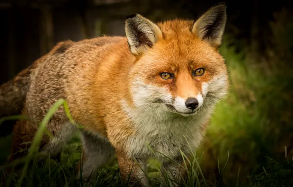 Picture grass, look, face, nature, the dark background, Fox, red, portrait