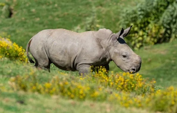 Summer, flowers, nature, background, yellow, baby, Rhino, cub