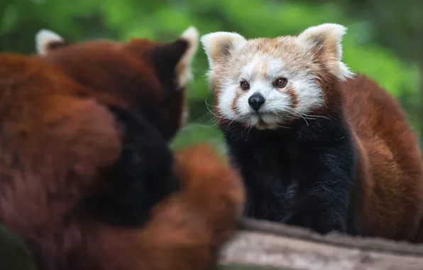 Look, background, muzzle, Panda, red Panda, a couple, red Panda, a reflection of each other