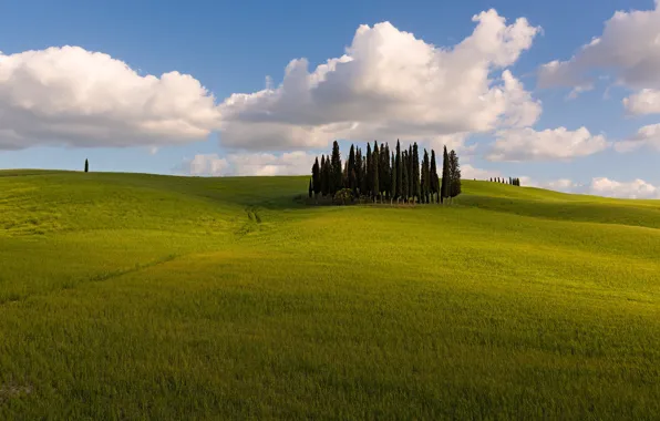Greens, field, summer, clouds, trees, nature, blue, hills