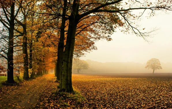Picture autumn, leaves, trees, nature, background, tree, widescreen, Wallpaper