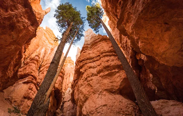 The sky, trees, nature, rocks, canyon, USA, high, Utah