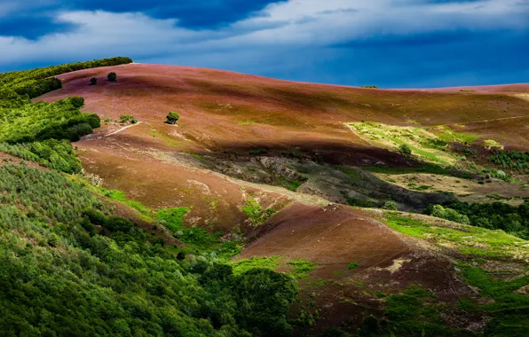 Trees, mountains, nature, France, The Cevennes