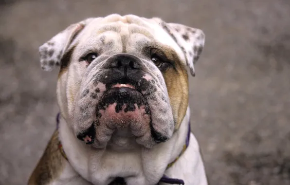 Picture eyes, face, dog, nose, dog, spot, bulldog, color