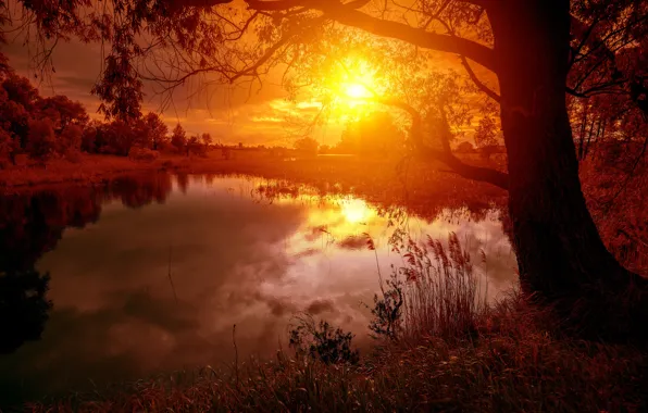 Picture the sun, trees, reflection, river, sunrise, river, trees, sunrise