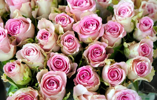 Picture flowers, roses, bouquet, pink, buds, a lot