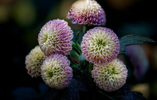 Leaves, drops, flowers, garden, cream, two-tone, dahlias, pink-yellow