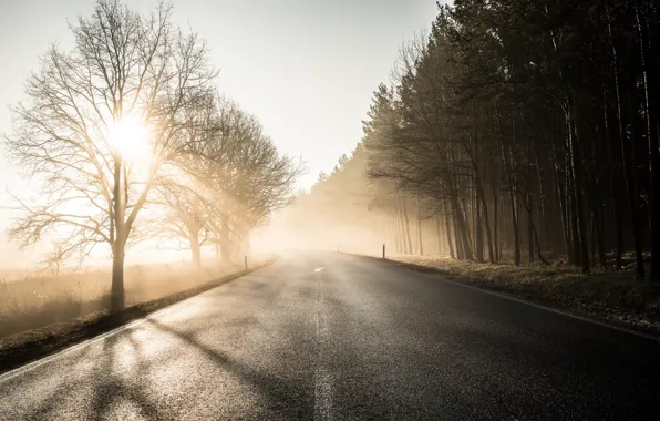 Road, fog, morning