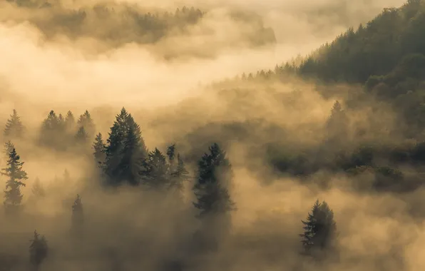 Forest, fog, morning