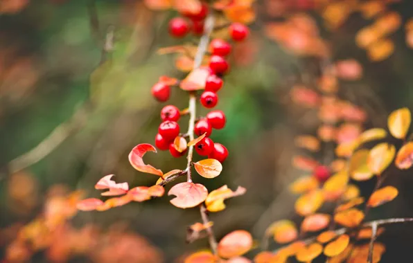 Autumn, leaves, macro, branch, yellow, Berries, bunch, red