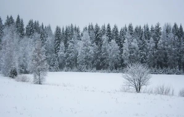 Forest, snow, Winter, ate, frost, forest, trees, winter