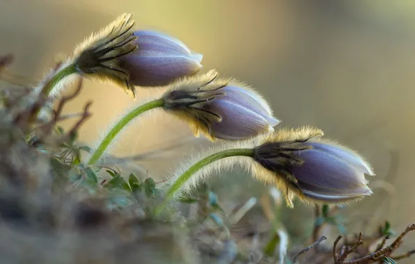 Macro, flowers, nature, spring