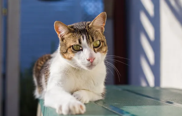 Picture eyes, cat, look, paws