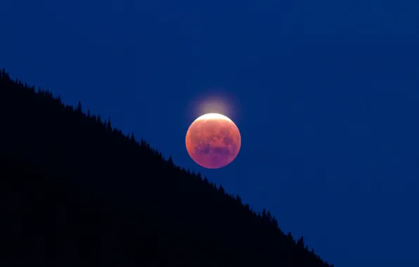 Forest, the sky, The moon, slope