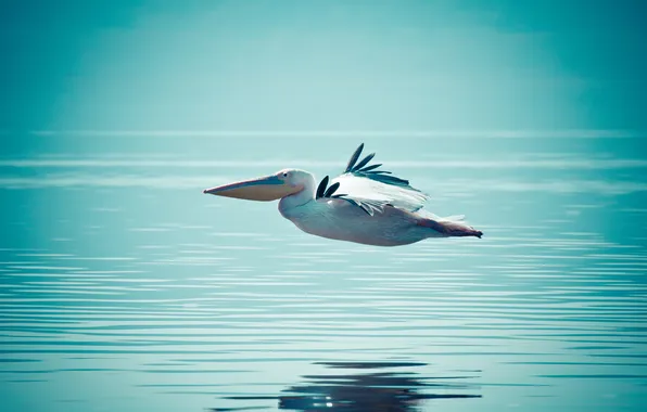 Picture water, flight, Pelican