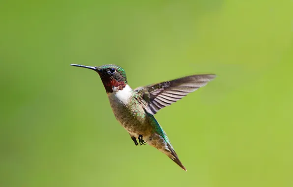 Background, Hummingbird, bird, in flight