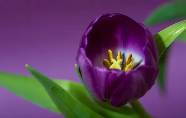 Purple, Tulip, petals, purple
