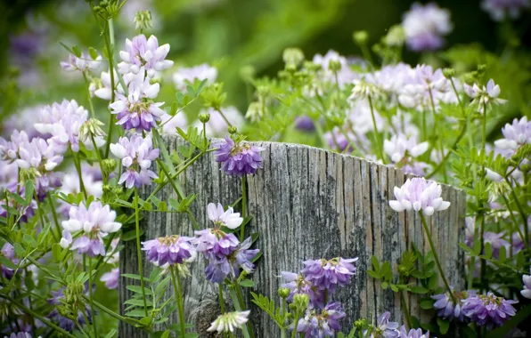 Summer, flowers, nature, stump