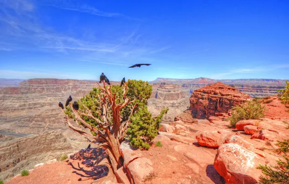 Trees, rocks, bird, AZ, USA, The Grand Canyon