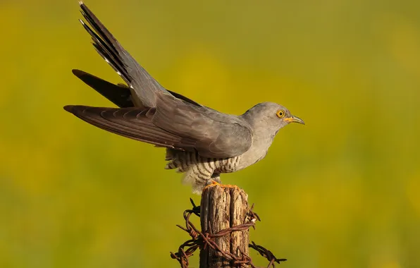 Animals, Closeup, cuckoo, cuckoo