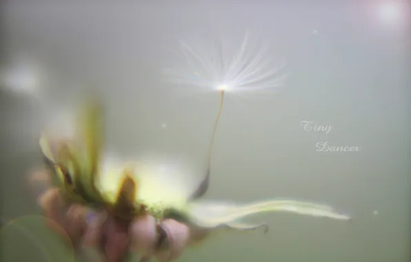 Picture dandelion, fluff, tiny dancer