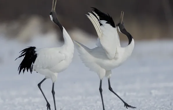 Bird, dance, pair, cranes