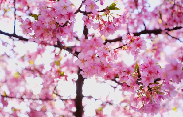 Light, flowers, branches, cherry, background, spring, Sakura, pink
