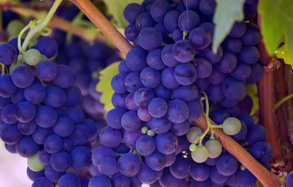 Picture purple, berries, grapes, bunches