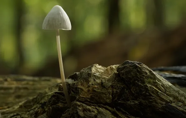Forest, macro, mushroom, log