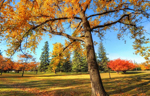 Autumn, the sky, trees, Park