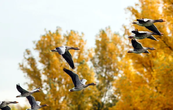 Autumn, nature, duck