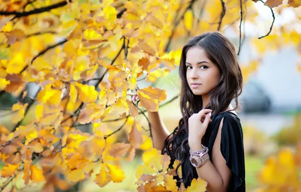 Autumn, look, girl, pose, yellow leaves, beauty