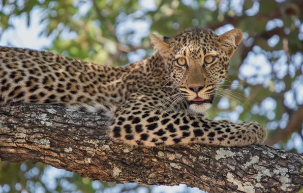 Look, branch, leopard, wild cat, on the tree