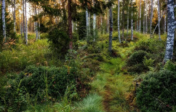 Picture forest, trees, path