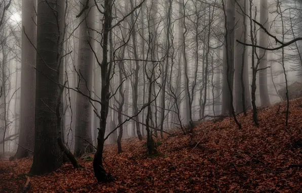 Picture forest, nature, fog