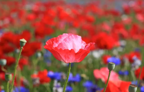 Field, flower, summer, flowers, red, bright, heat, pink