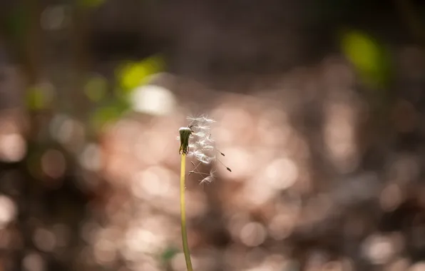 Nature, background, dandelion