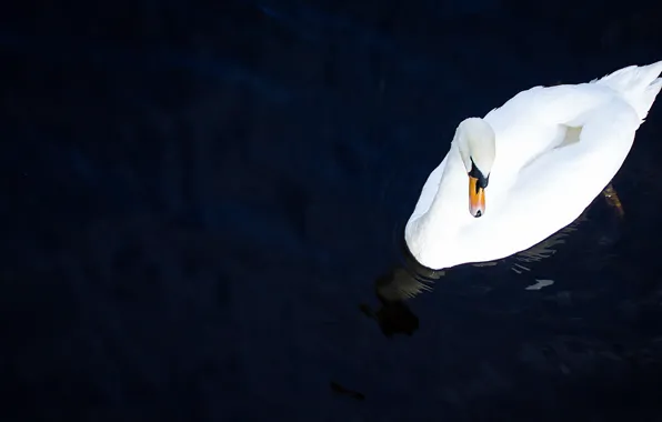 Lake, bird, Swan