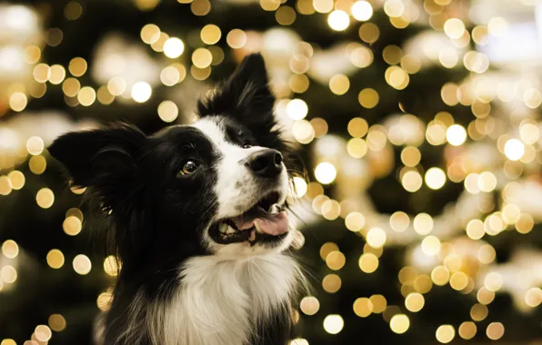 Picture holiday, lights garland, TerkaLoty, Bordercollie