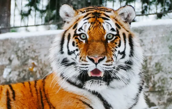 Picture tiger, animal, big cat, wild life