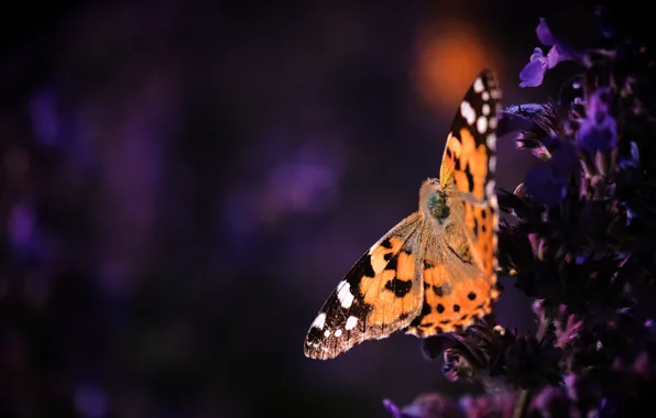Macro, flowers, the dark background, butterfly, orange, purple, insect, red