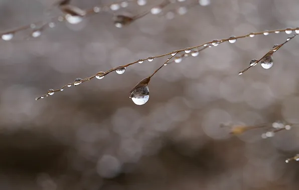 Drops, macro, stems