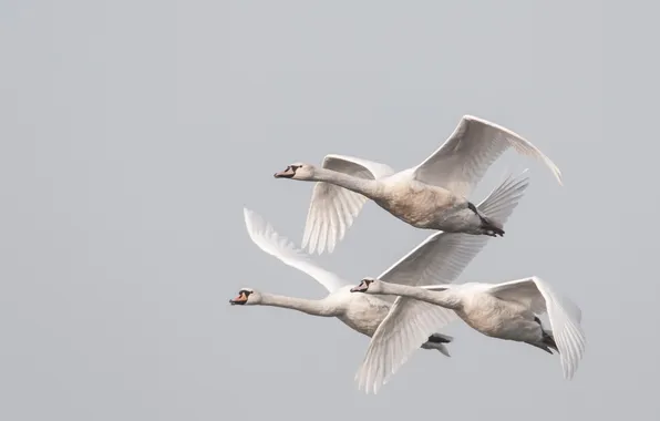 The sky, flight, bird, swans