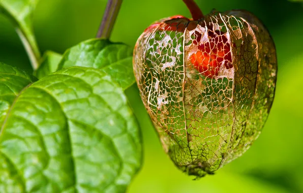 Picture leaves, nature, plant, physalis, Chinese lantern