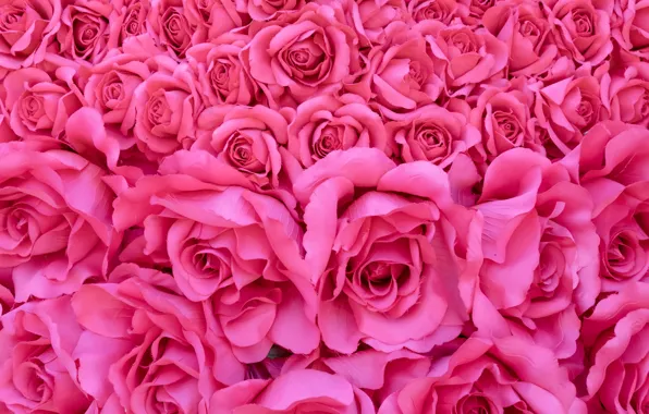 Flowers, roses, pink, buds, pink background, pink, flowers, romantic