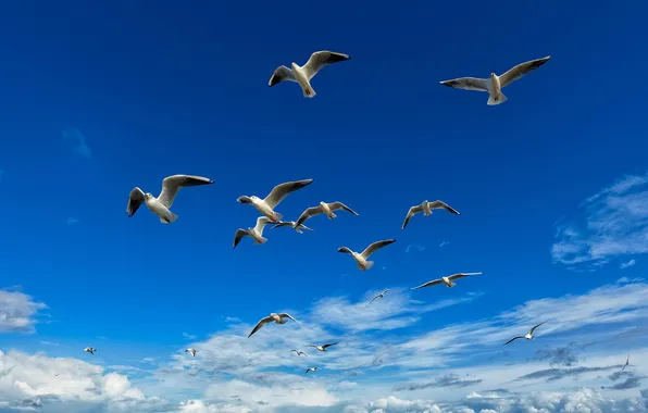 The sky, birds, seagulls, pack