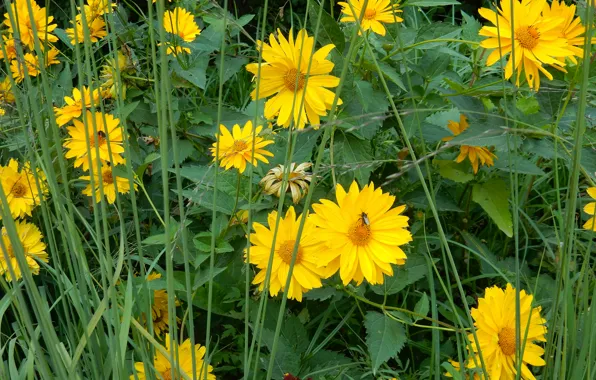 Flower, grass, flowers, widescreen, Wallpaper, wallpaper, widescreen, background