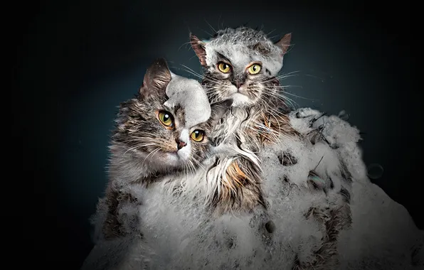 Cat, look, pose, kitty, kittens, a couple, two kittens, faces