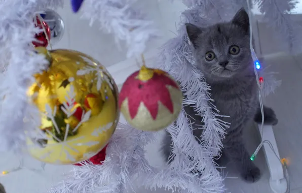 Cat, look, balls, decoration, kitty, grey, holiday, toys