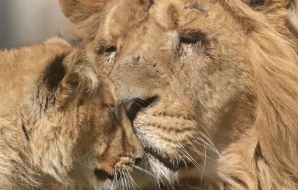 Picture love, Leo, lioness